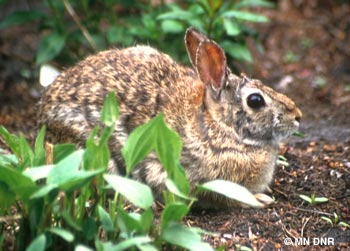 Cottontail1