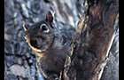 Carousel thumb sidebar graysquirrel