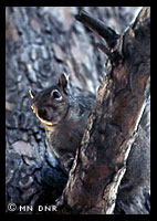 Graysquirrel