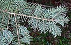 Carousel thumb sidebar whitespruce needles