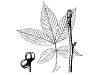 Shagbarkhickory leaf