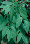 Whiteash leaves