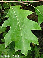 Northernredoak leaf