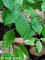 Yellowbirch leaves