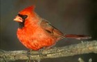 Carousel thumb sidebar northern cardinal
