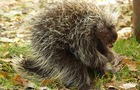 Carousel thumb sidebar porcupine