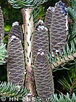 Balsamfir cones