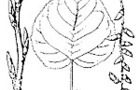 Carousel thumb sidebar balsampoplar