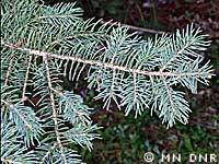 Whitespruce needles