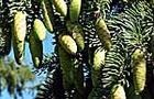 Carousel thumb sidebar whitespruce cones