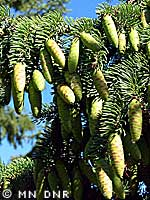 Whitespruce cones