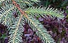 Carousel thumb sidebar blackspruce needles