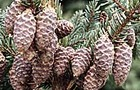 Carousel thumb sidebar blackspruce cones