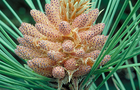 Carousel thumb sidebar red pine cones lg
