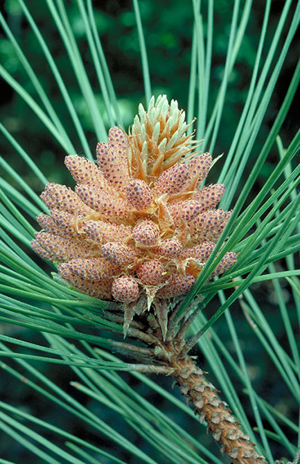 Red pine cones lg