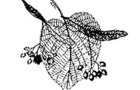 Carousel thumb sidebar americanbasswood leaf