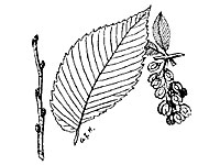 Americanelm leaf