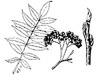 Americanmountainash leaf