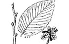 Carousel thumb sidebar redelm leaf