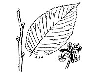 Redelm leaf