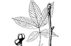 Carousel thumb sidebar shagbarkhickory leaf