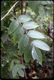 Blackash leaf