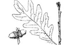 Carousel thumb sidebar whiteoak leaf
