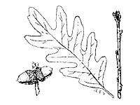 Whiteoak leaf