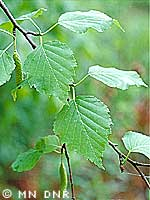 Paperbirch leaves