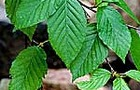 Carousel thumb sidebar yellowbirch leaves