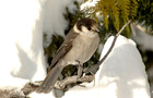 Carousel thumb sidebar 800px grey jay  perched on branch  looking down